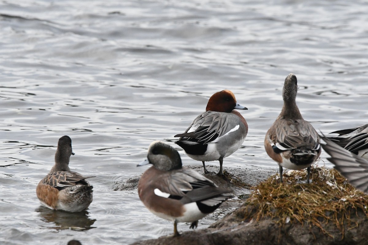 Canard siffleur - ML647000301