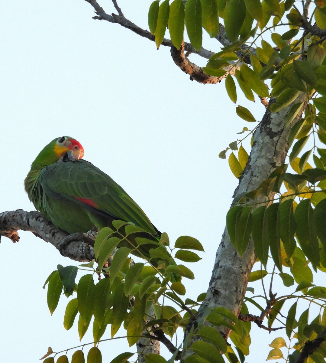 Amazone à lores rouges - ML647000302