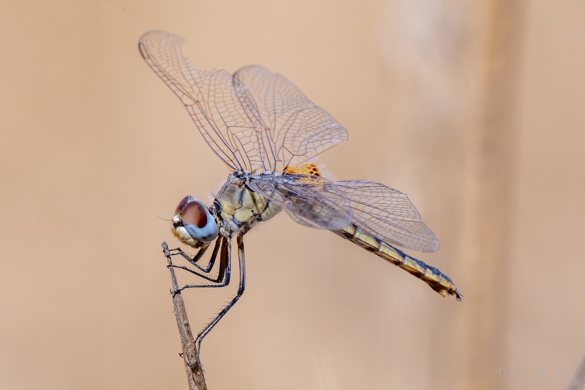 Insetti - ML647000303