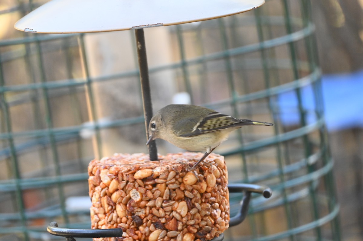 Roitelet à couronne rubis - ML647000307