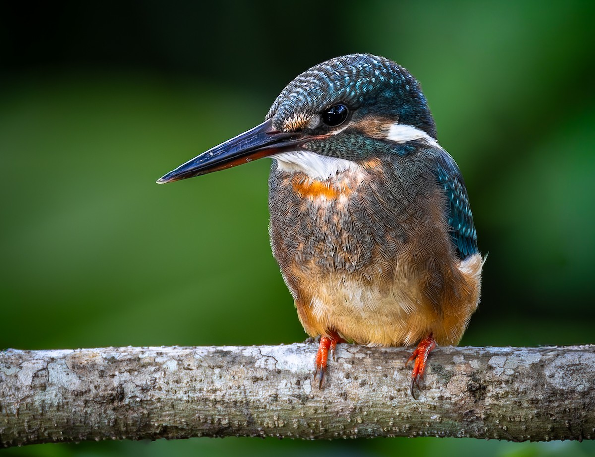Martin-pêcheur d'Europe - ML647000308