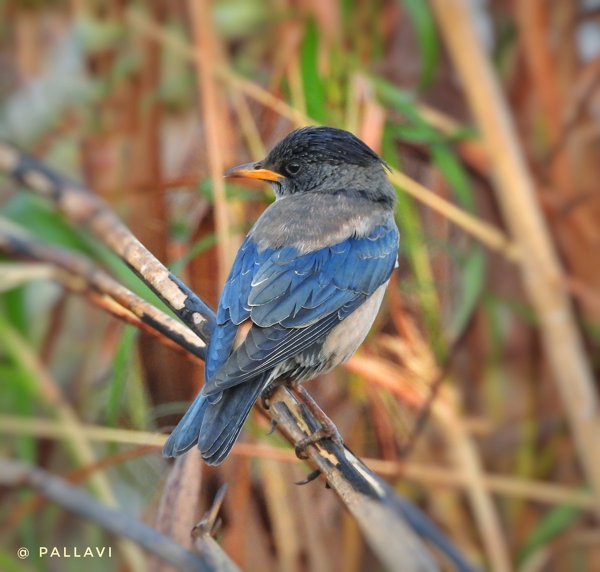 Шпак рожевий - ML647000311