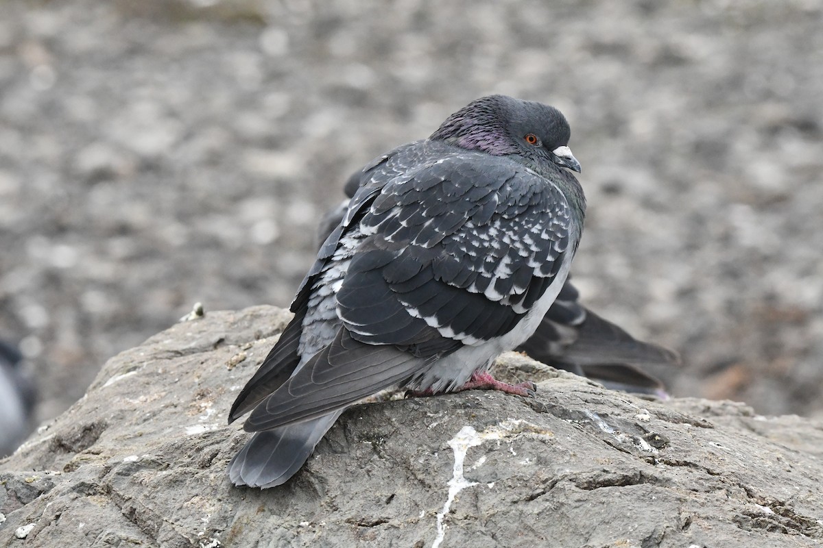 יונת בית - ML647000312