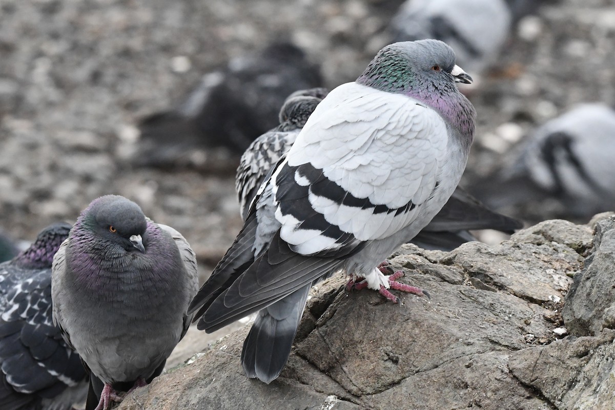 יונת בית - ML647000313