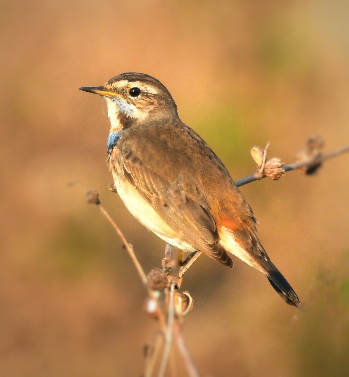 Синьошийка - ML647000319