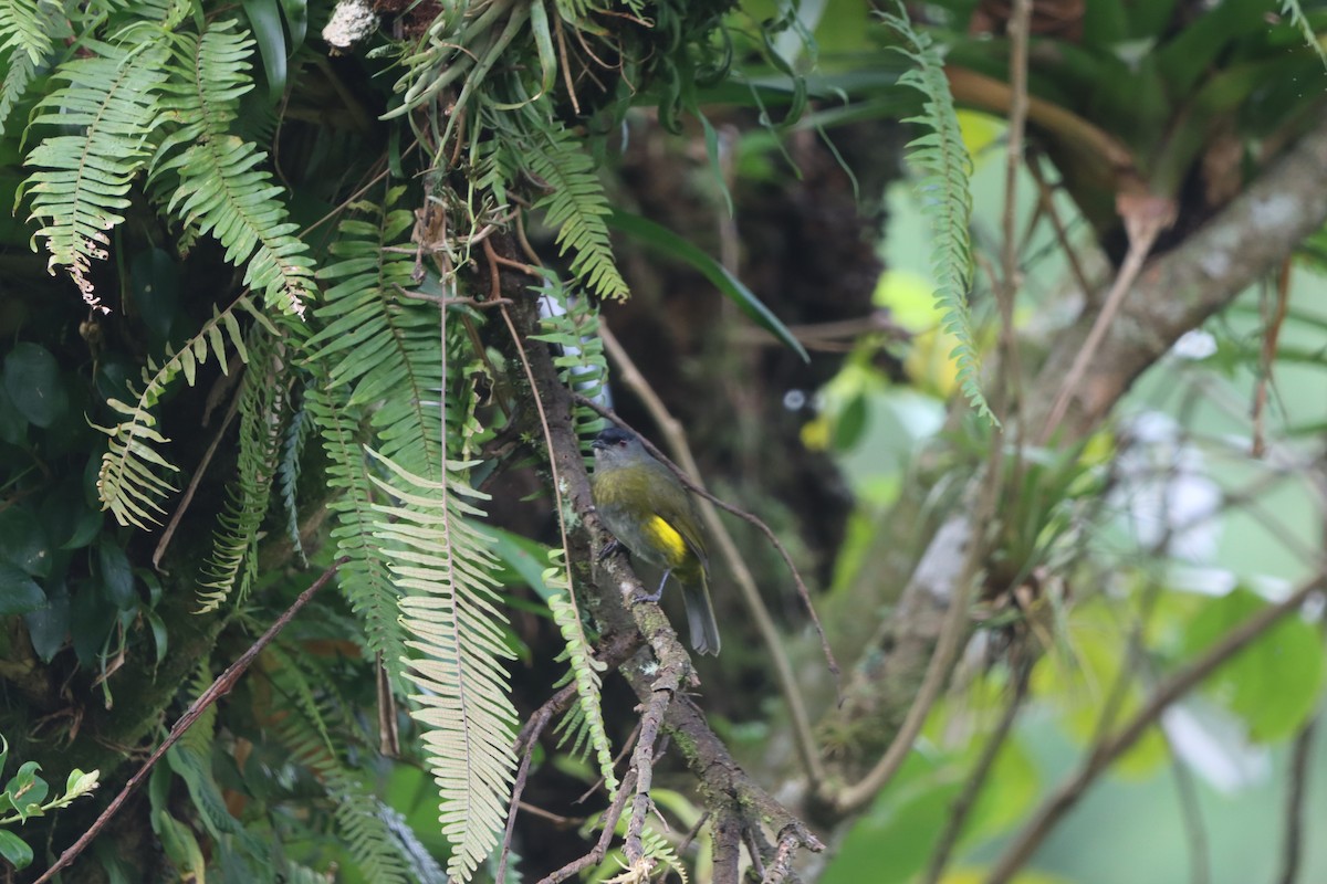 Black-and-yellow Silky-flycatcher - ML647000320