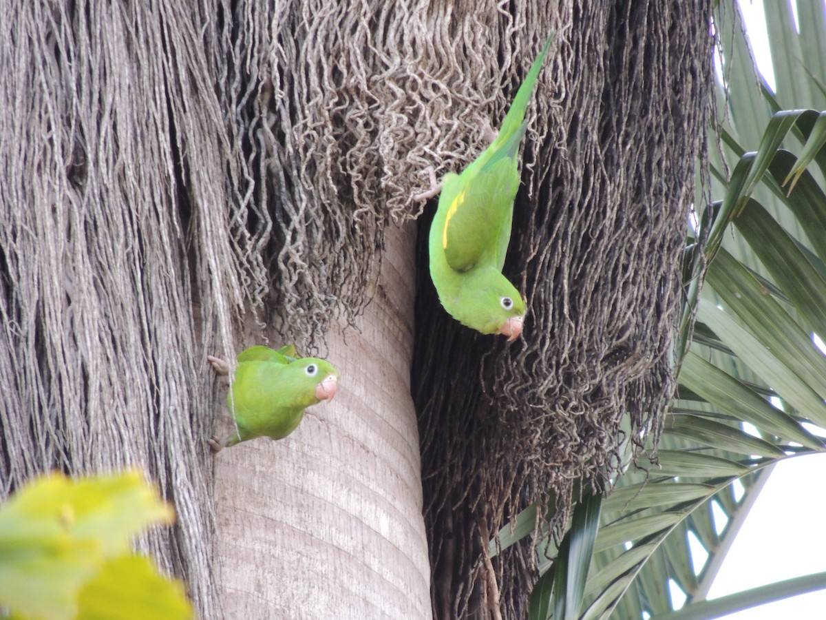 Yellow-chevroned Parakeet - ML647000321