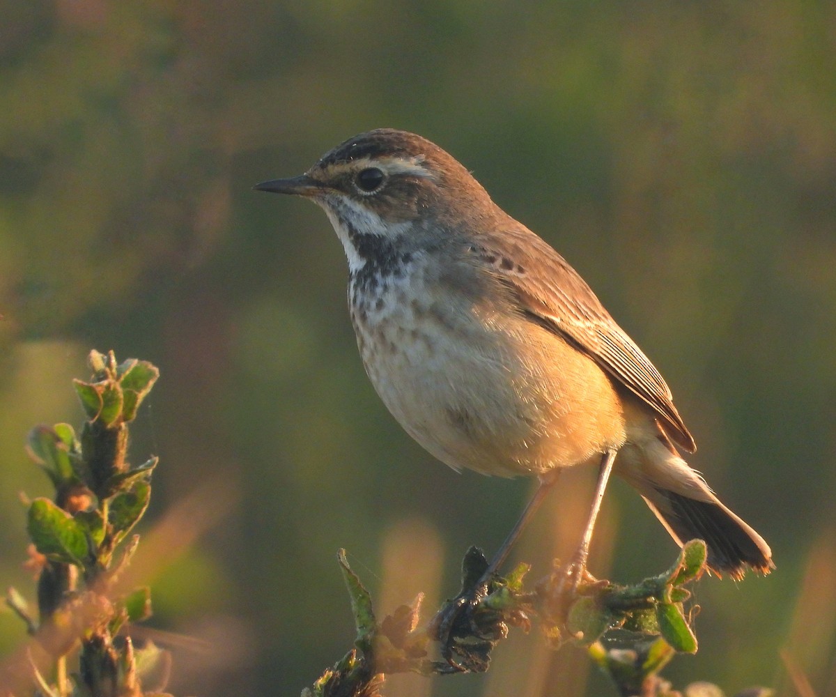 Синьошийка - ML647000334