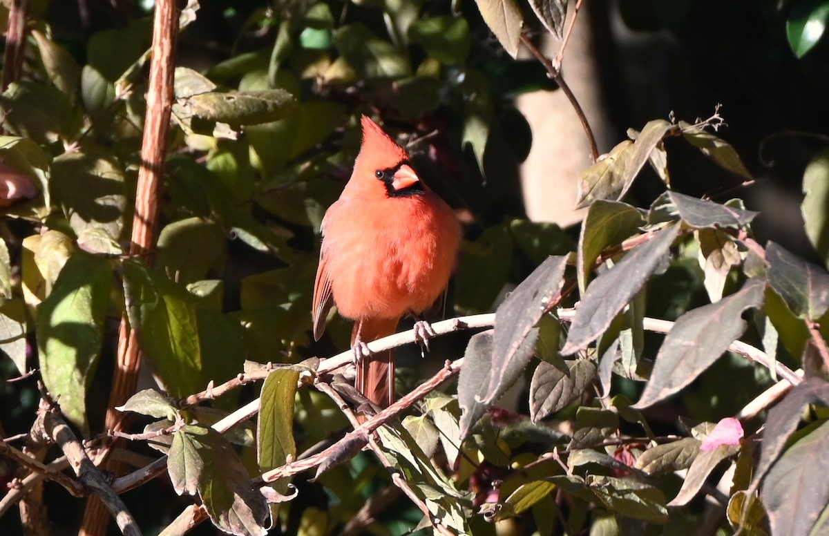 ショウジョウコウカンチョウ - ML647000335