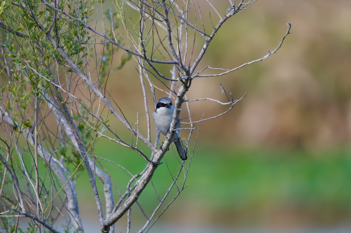 Сорокопуд американський - ML647000336