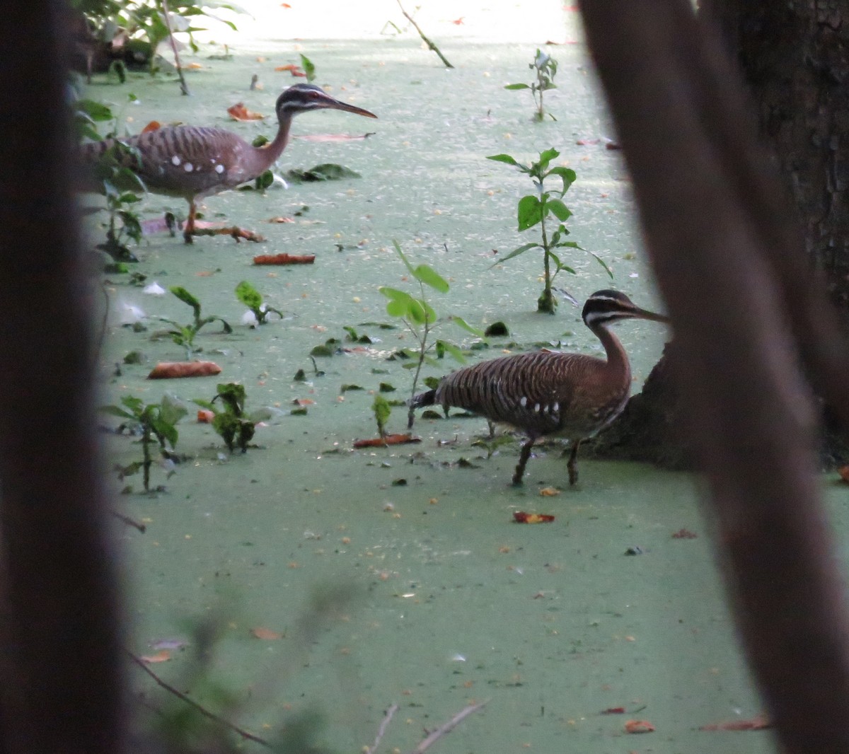 Sunbittern - ML647000338