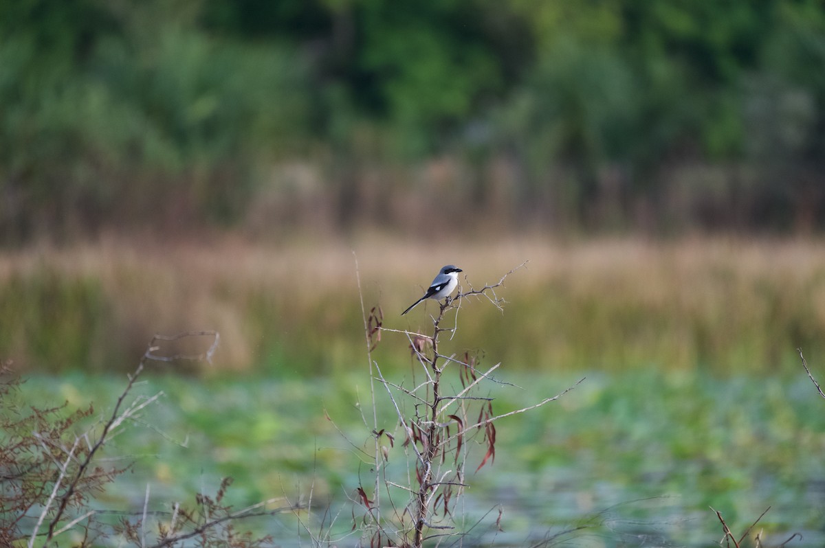 Сорокопуд американський - ML647000342