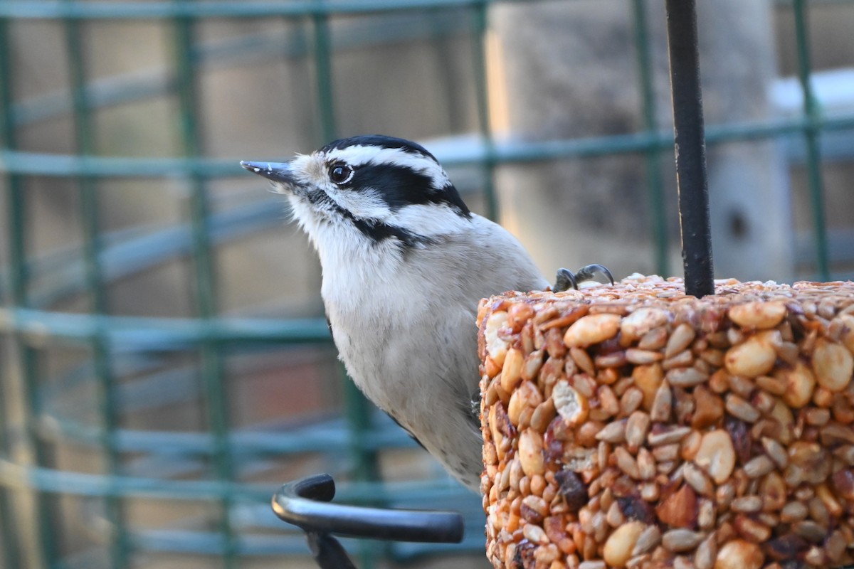 セジロコゲラ - ML647000343