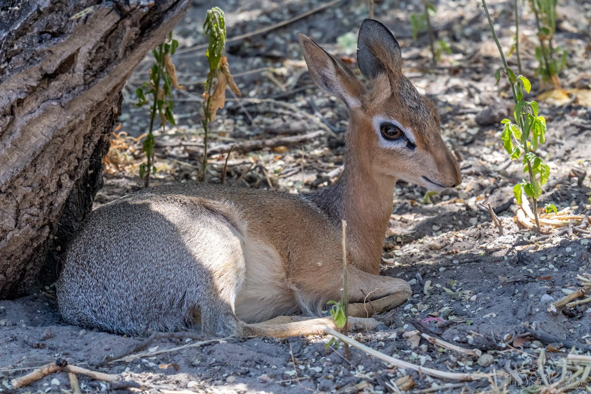 Damara Dik-dik - ML647000352