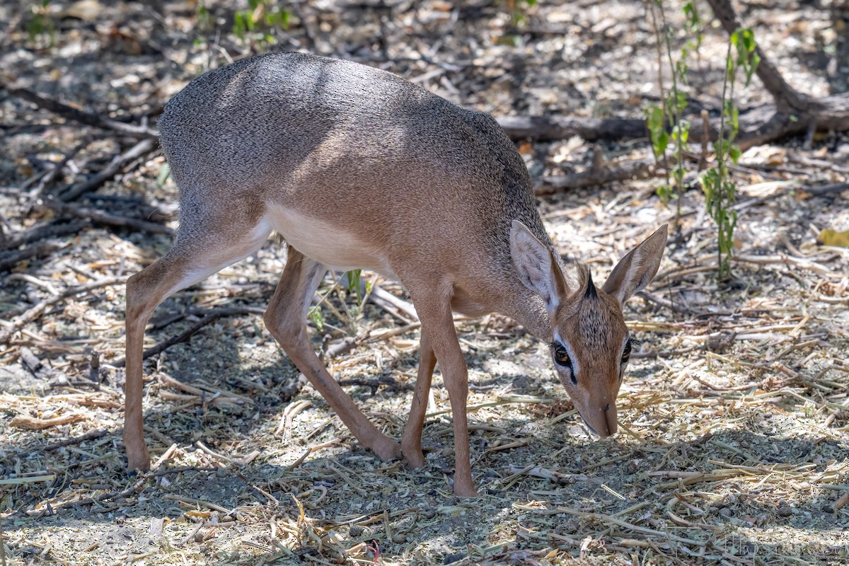 Damara Dik-dik - ML647000355