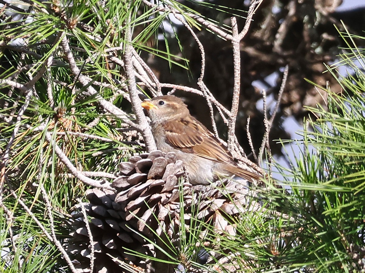 House Sparrow - ML647000356