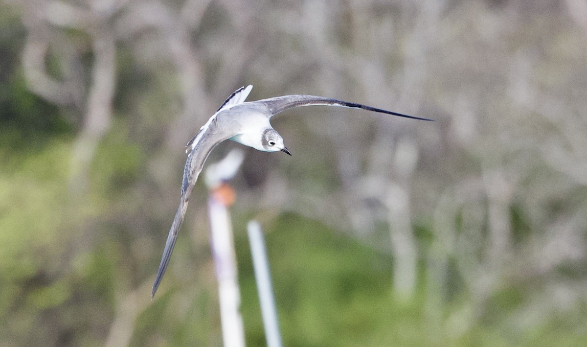 Franklin's Gull - ML647000358