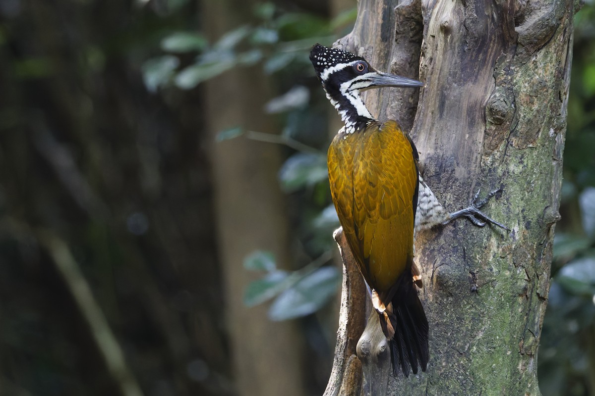 Greater Flameback - ML647000359