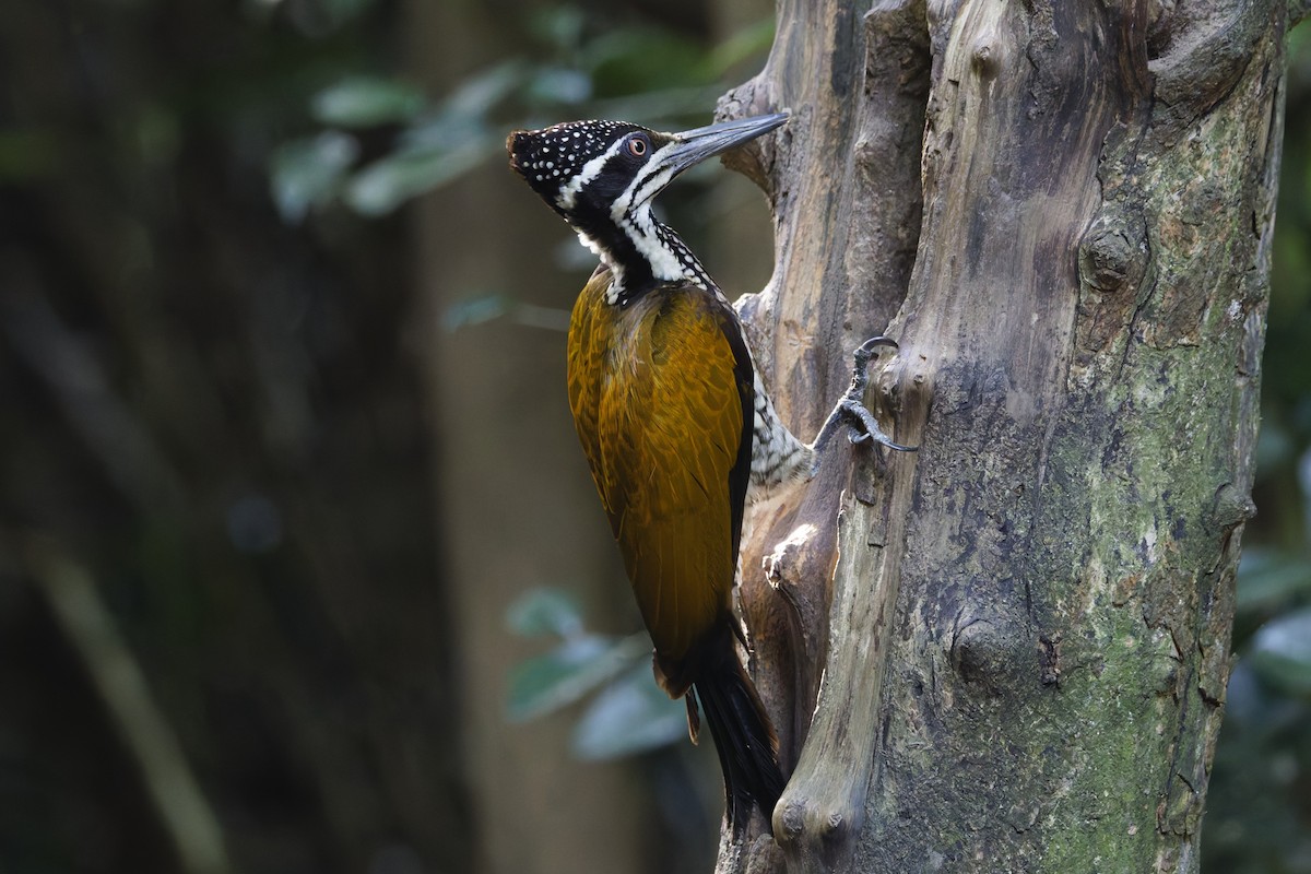 Greater Flameback - ML647000360