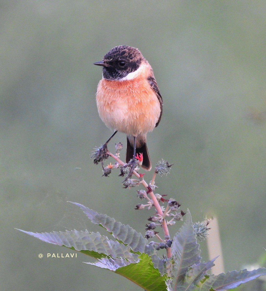 Siberian Stonechat - ML647000362