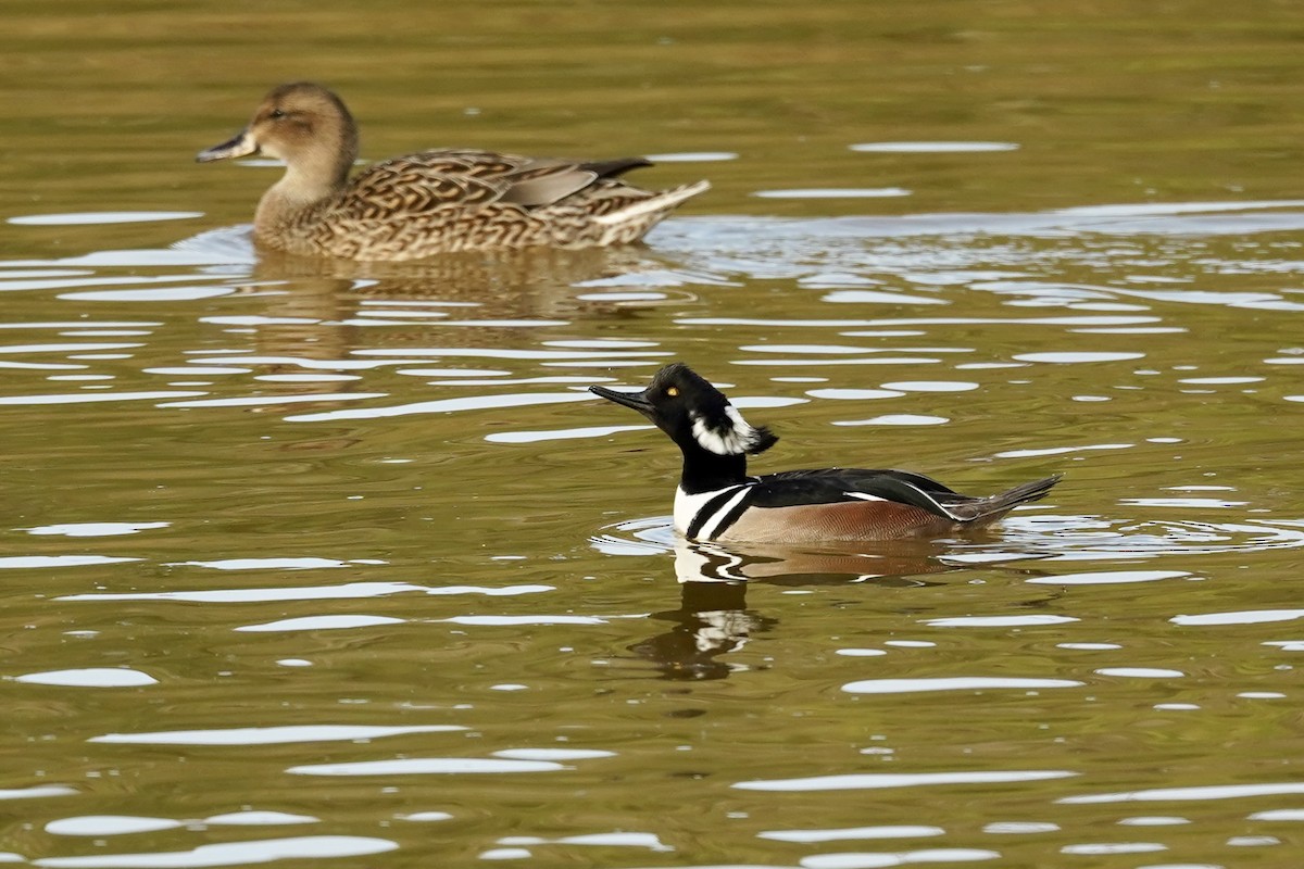 Hooded Merganser - ML647000363