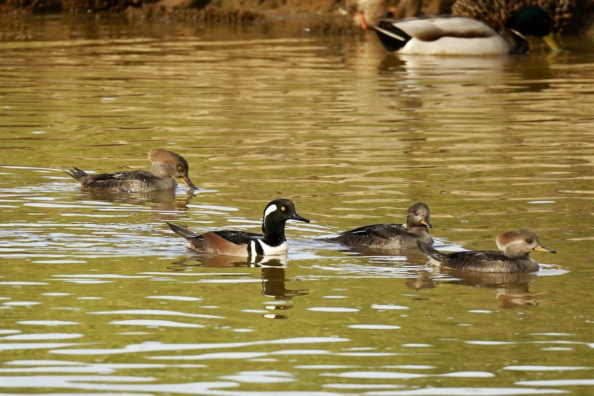 Hooded Merganser - ML647000364
