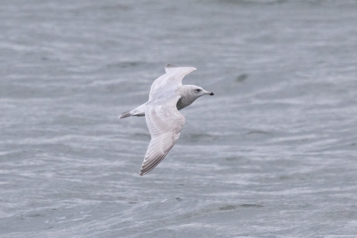 American Herring x Glaucous Gull (hybrid) - ML647000365