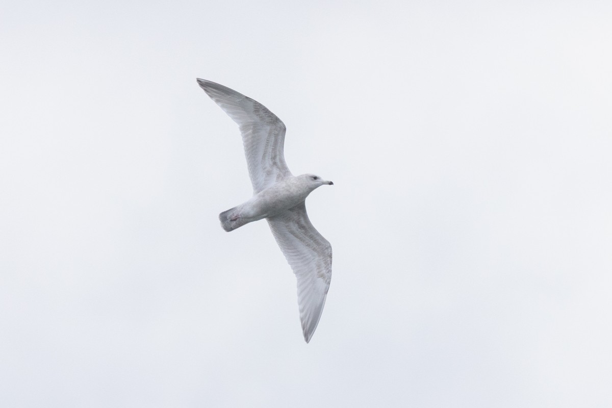 American Herring x Glaucous Gull (hybrid) - ML647000366
