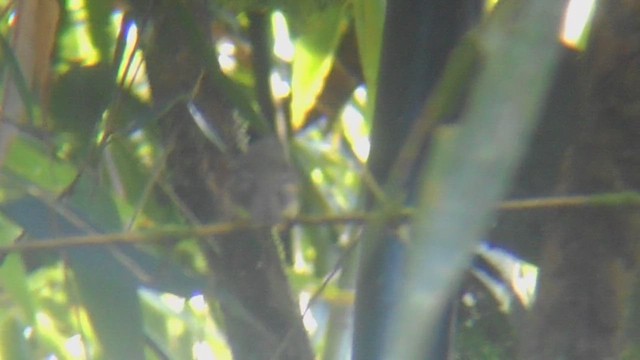 Euler's Flycatcher - ML647000367