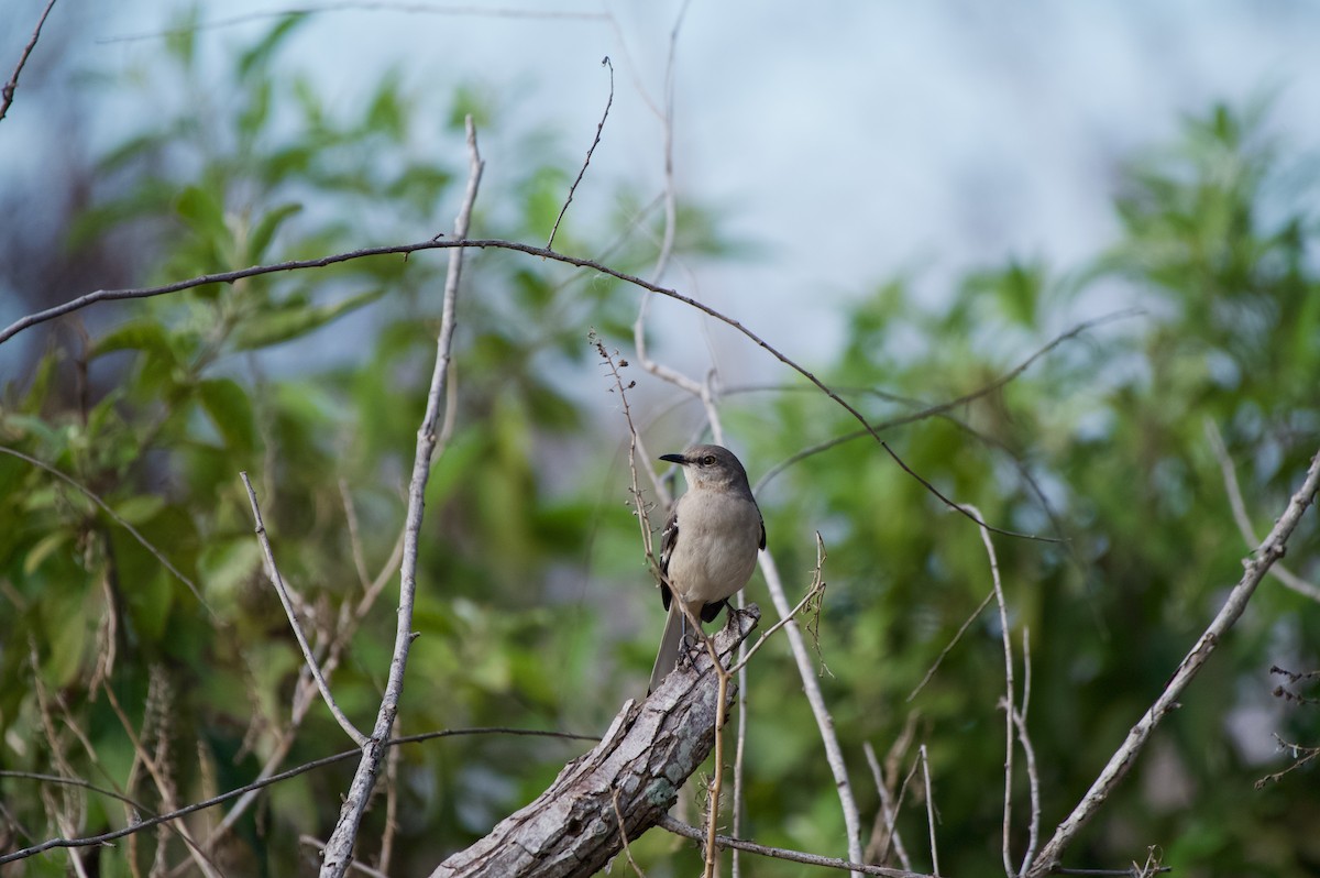 Northern Mockingbird - ML647000368
