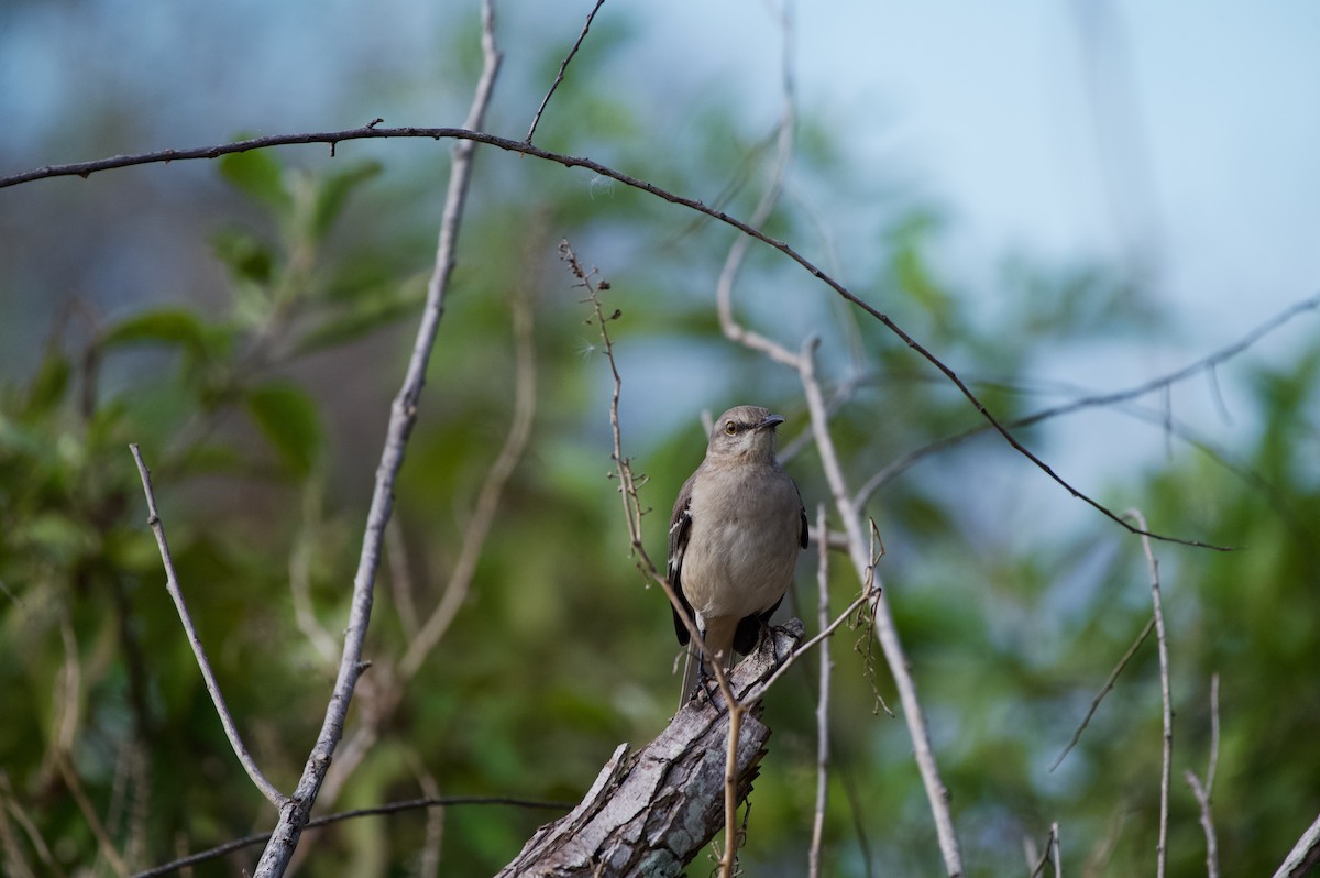 Northern Mockingbird - ML647000369