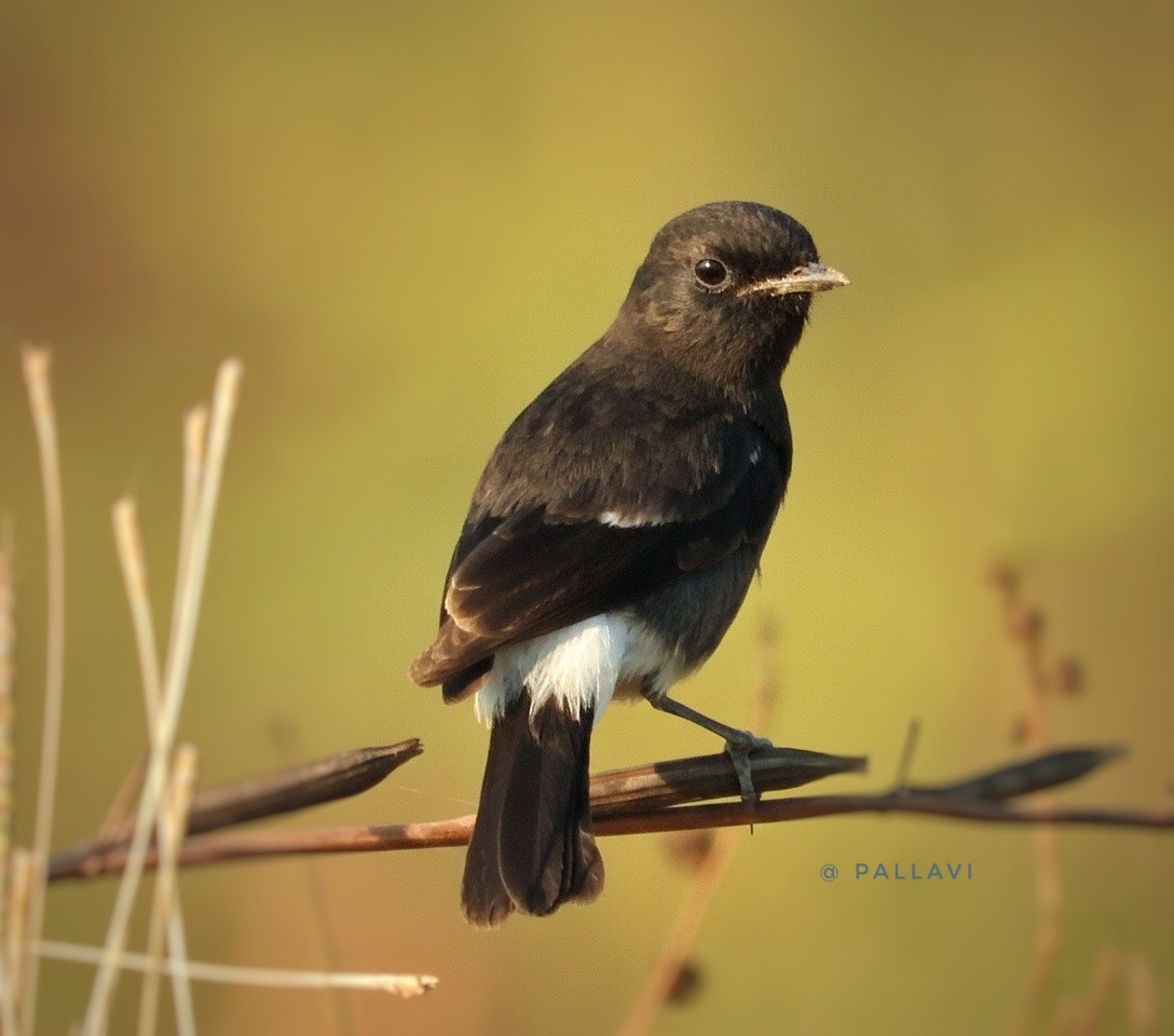 Pied Bushchat - ML647000371