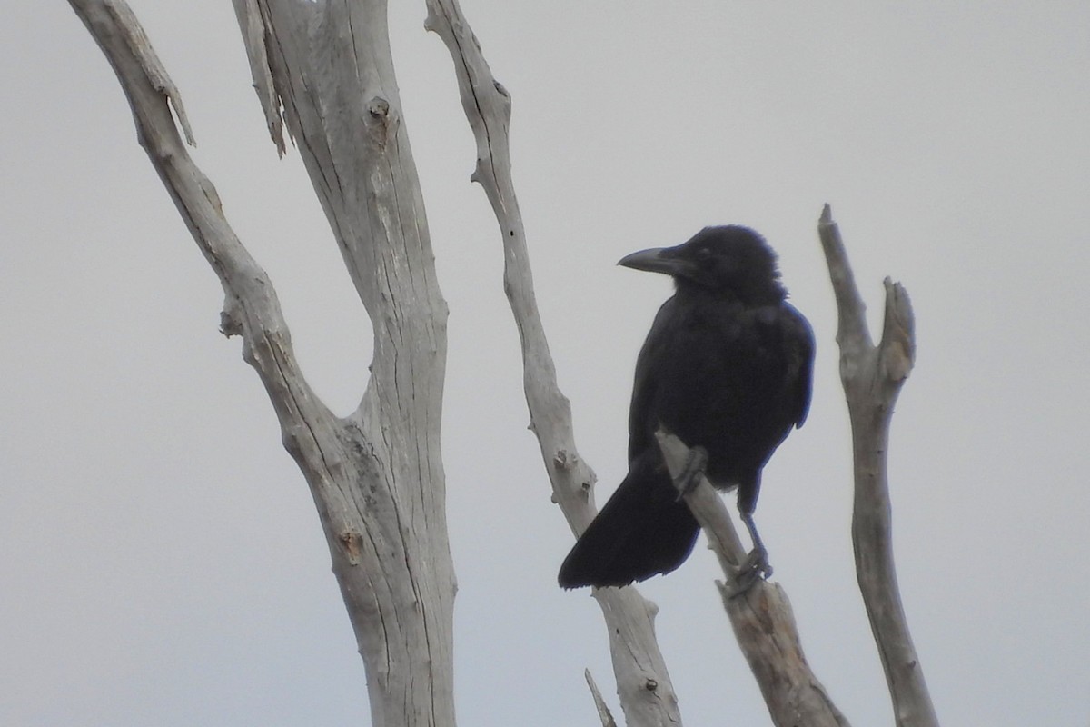 Australian Raven - ML647000372