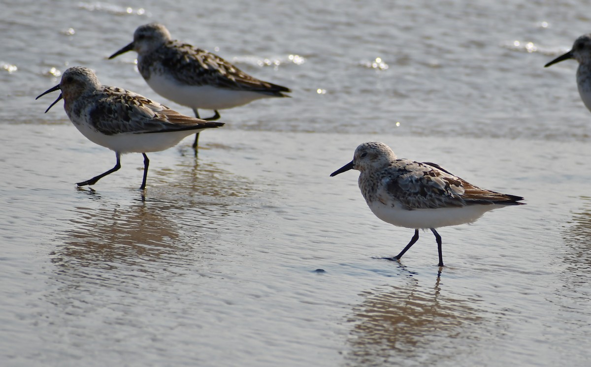 Sanderling - ML647000373