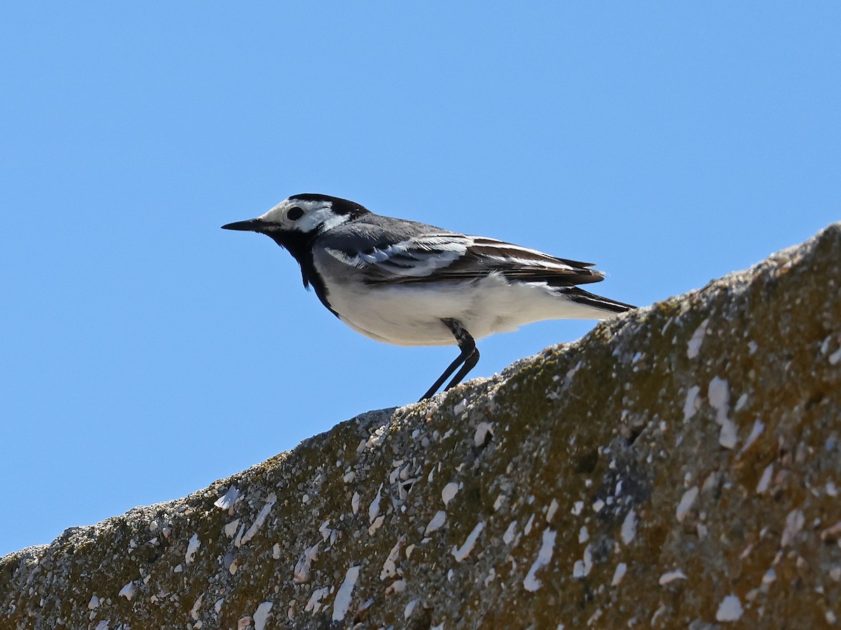 White Wagtail - ML647000374