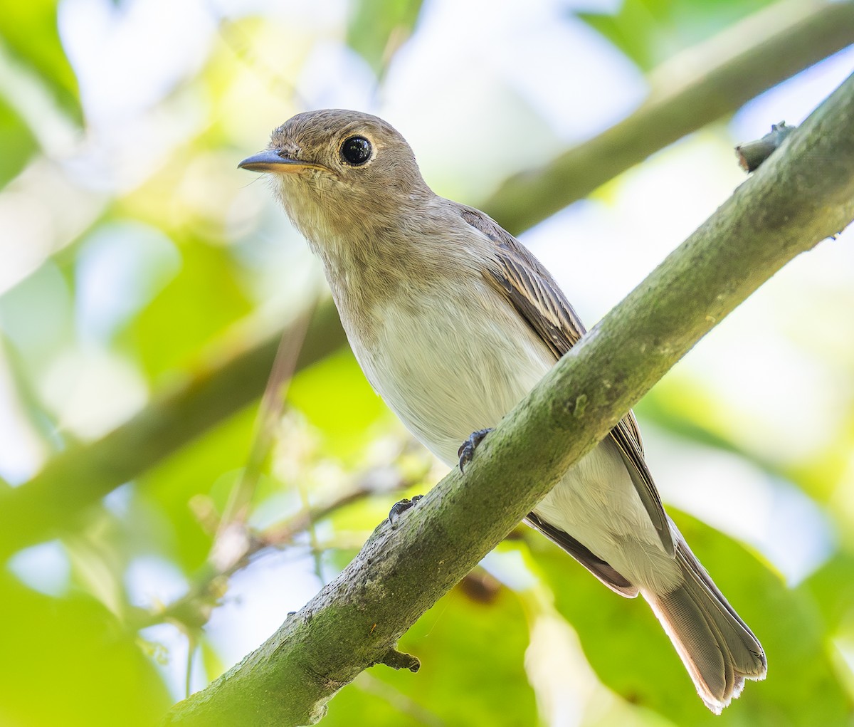 ミナミコサメビタキ - ML647000375