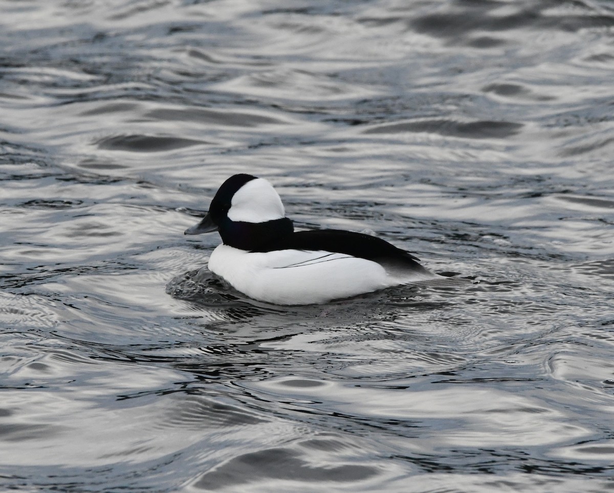Bufflehead - ML647000377