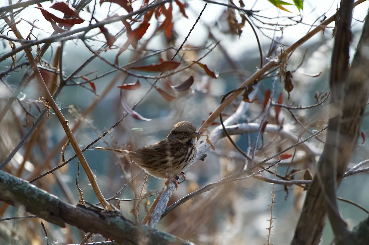 Song Sparrow - ML647000379