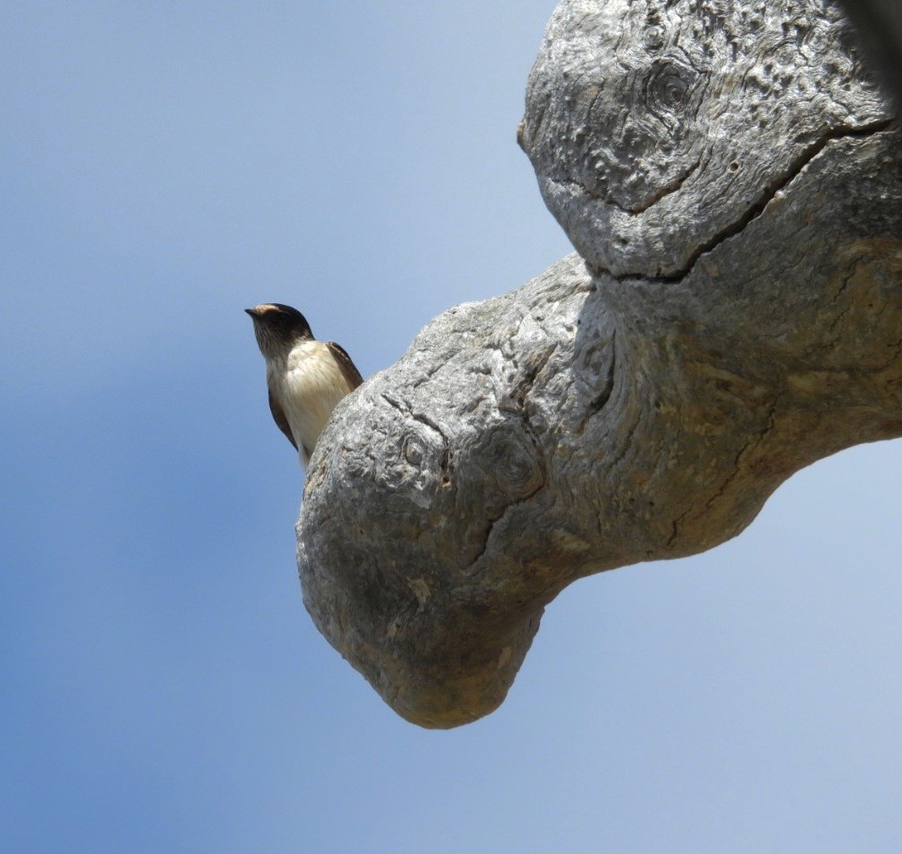 Tree Martin - ML647000382