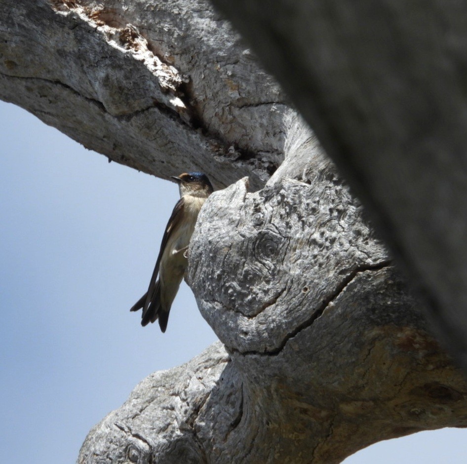 Tree Martin - ML647000383