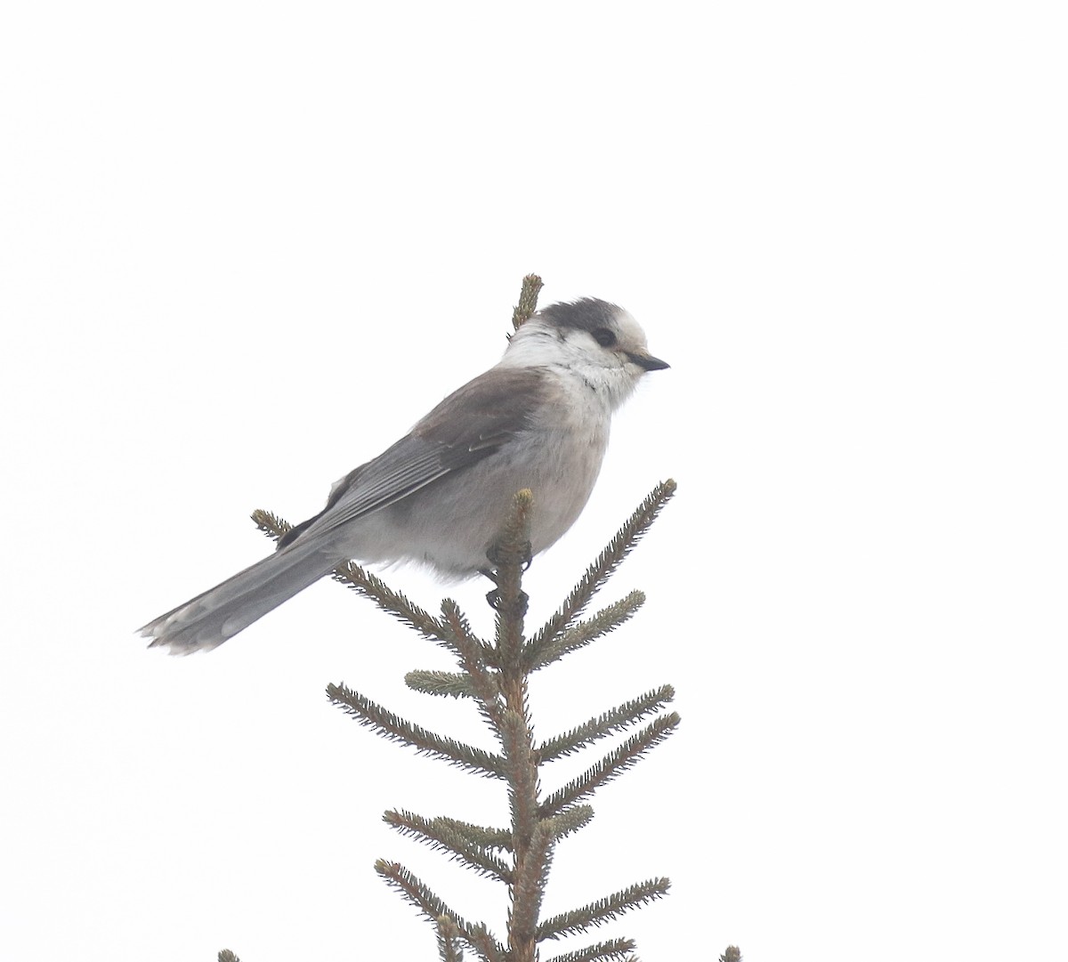 Canada Jay - ML647000384