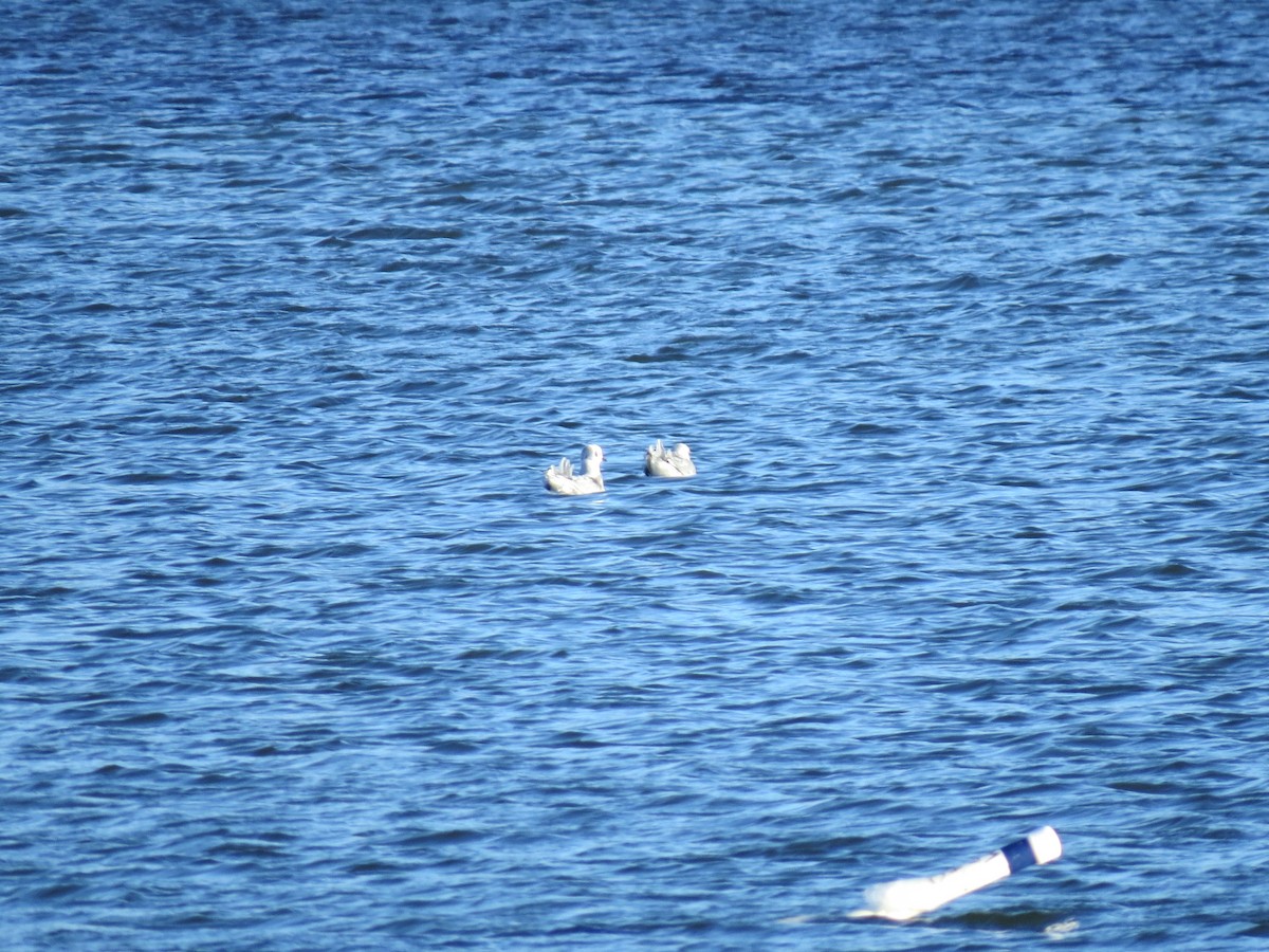 Bonaparte's Gull - ML647000387