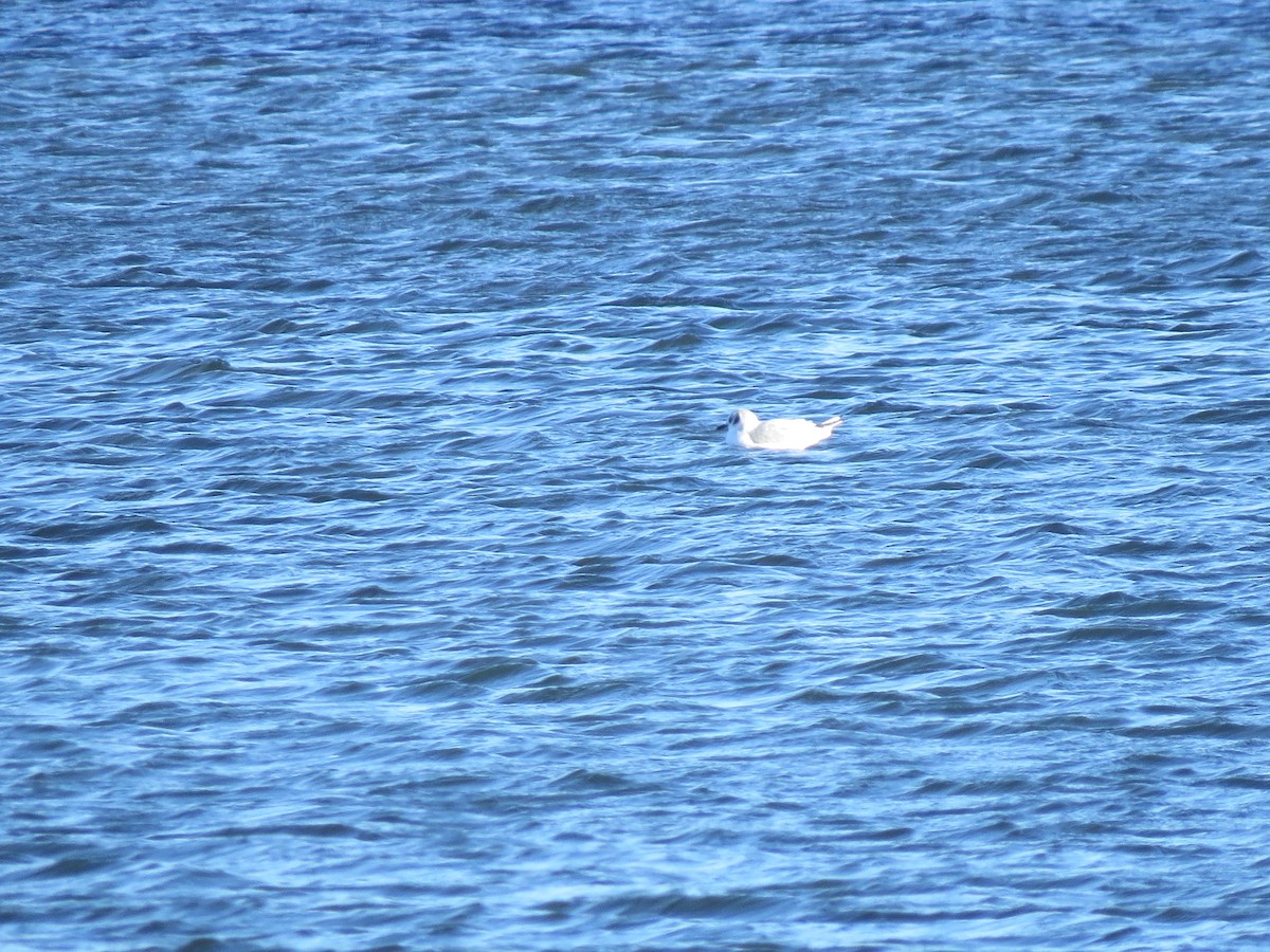 Bonaparte's Gull - ML647000388