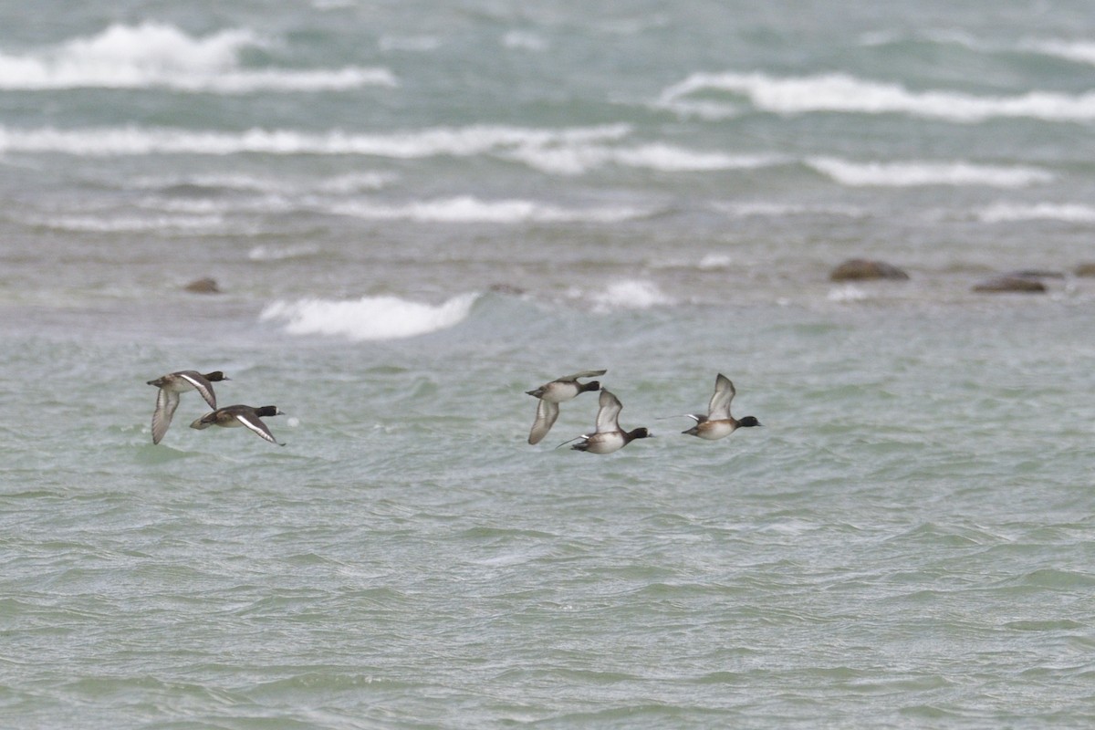 Greater Scaup - ML647000390