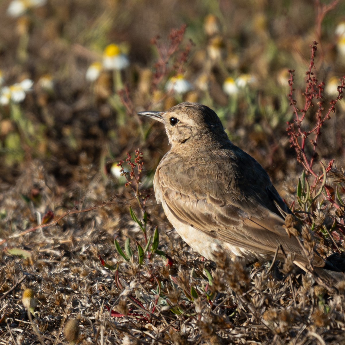 Common Miner - ML647000391