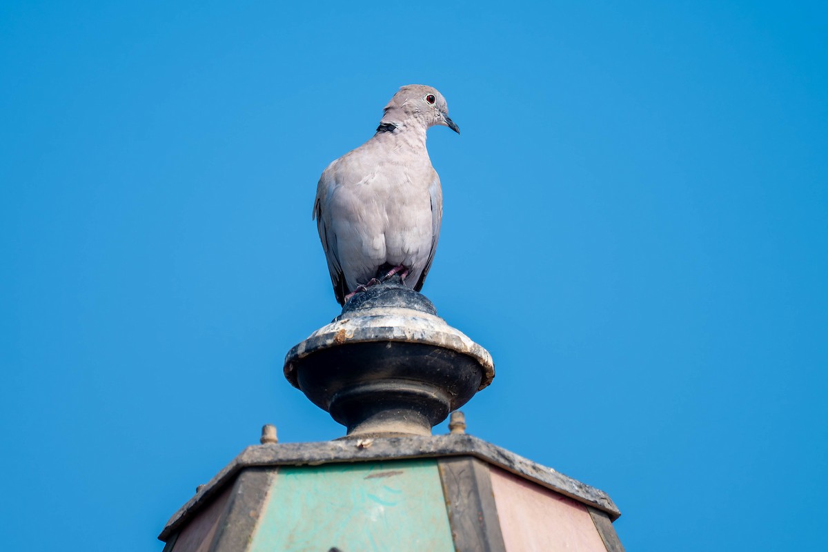 Eurasian Collared-Dove - ML647000392