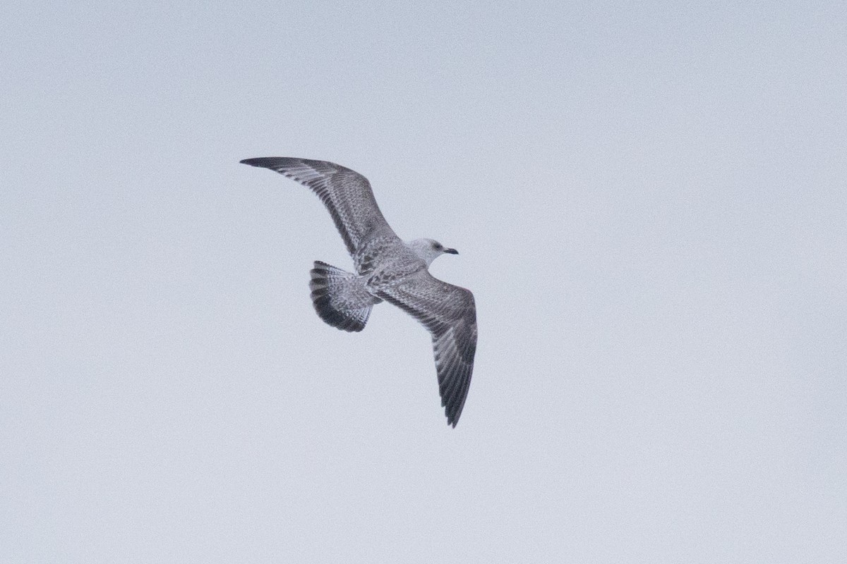 tanımsız Larus sp. - ML647000393