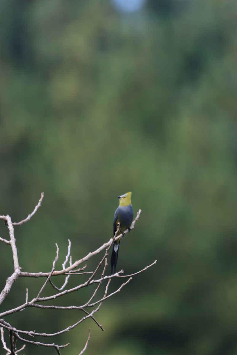 Long-tailed Silky-flycatcher - ML647000394
