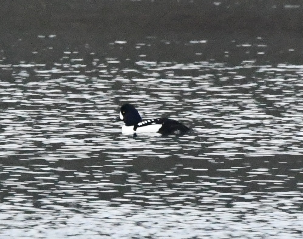 Barrow's Goldeneye - ML647000395