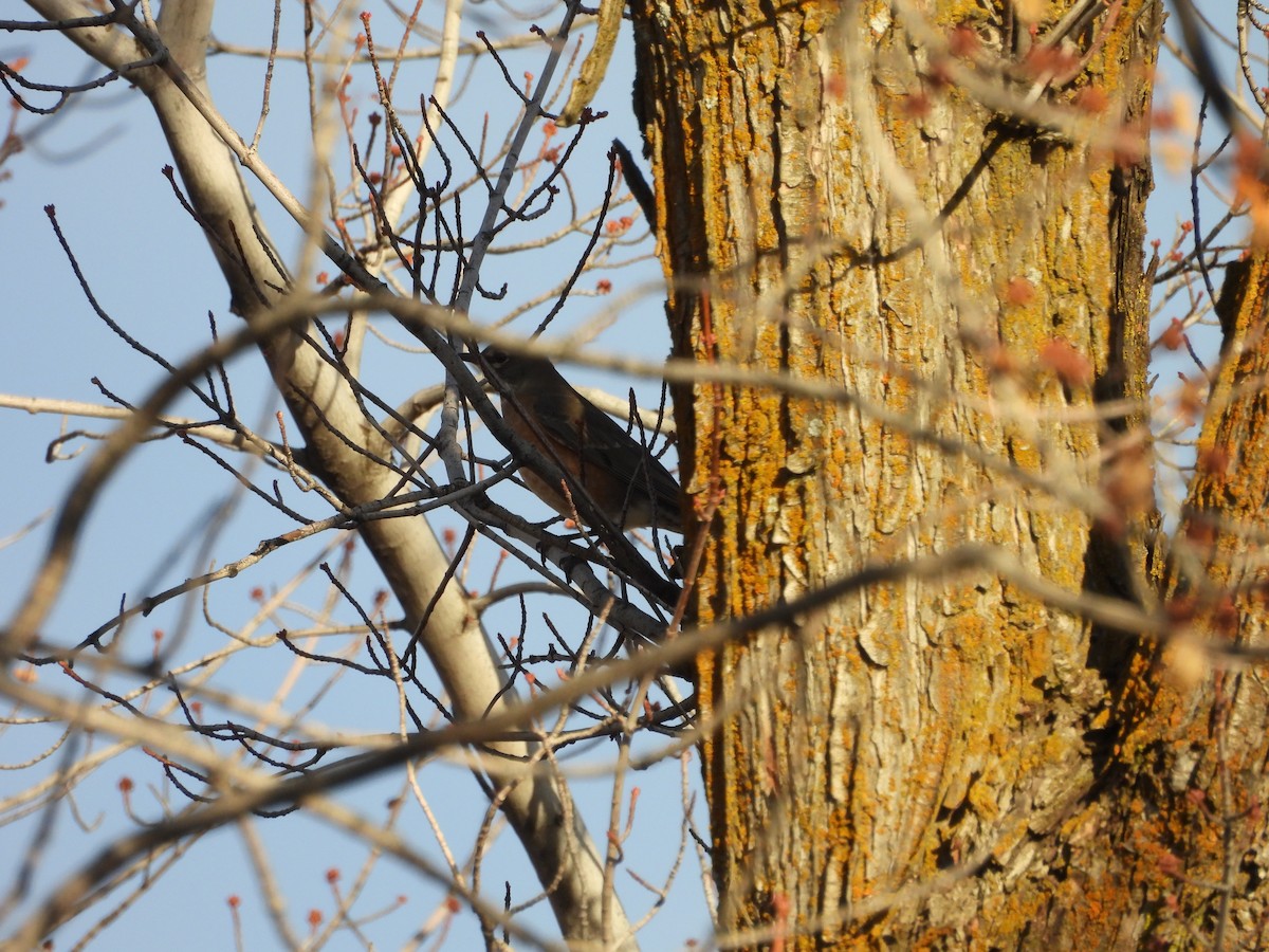 Merle d'Amérique - ML647000396